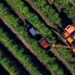Produtores começam a se apropriar do preço em alta. Em junho de 2024 a saca de café beneficiado custava em média R$ 1.151,55. Agora chegou a R$ 2.083,57.