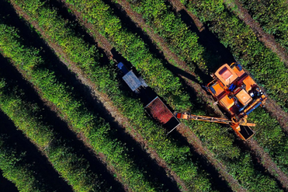 Produtores começam a se apropriar do preço em alta. Em junho de 2024 a saca de café beneficiado custava em média R$ 1.151,55. Agora chegou a R$ 2.083,57.