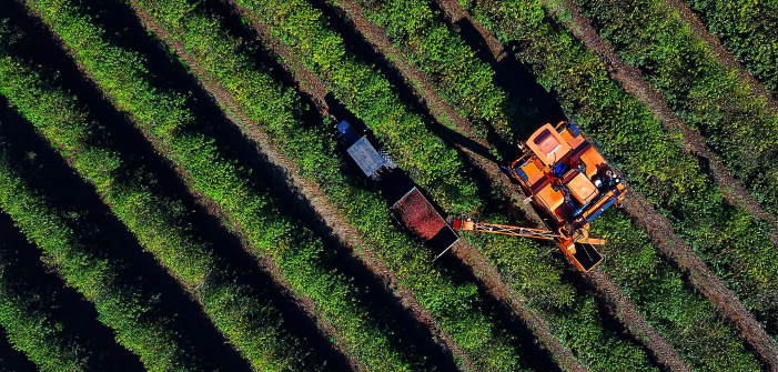 Produtores começam a se apropriar do preço em alta. Em junho de 2024 a saca de café beneficiado custava em média R$ 1.151,55. Agora chegou a R$ 2.083,57.