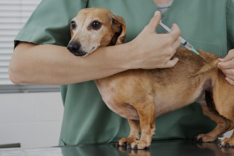 Os serviços são gratuitos, mas é preciso fazer o agendamento prévio pelo site da Rede de Proteção AnimalPublicado primeiro em Banda B » Cães e gatos recebem vacinação gratuita no Parque dos Tropeiros, da CIC, até sexta-feira.