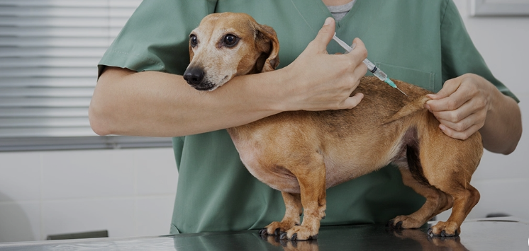 Os serviços são gratuitos, mas é preciso fazer o agendamento prévio pelo site da Rede de Proteção AnimalPublicado primeiro em Banda B » Cães e gatos recebem vacinação gratuita no Parque dos Tropeiros, da CIC, até sexta-feira.