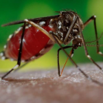 Foram registrados mais 2.880 casos da doença e dois óbitos. Os dados do novo ano epidemiológico/2025 totalizam agora 241.800 notificações, 81.467 diagnósticos confirmados e 84 óbitos em decorrência da dengue no Estado.