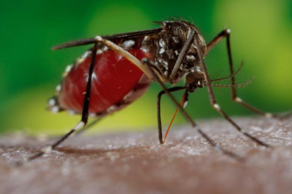 Foram registrados mais 2.880 casos da doença e dois óbitos. Os dados do novo ano epidemiológico/2025 totalizam agora 241.800 notificações, 81.467 diagnósticos confirmados e 84 óbitos em decorrência da dengue no Estado.