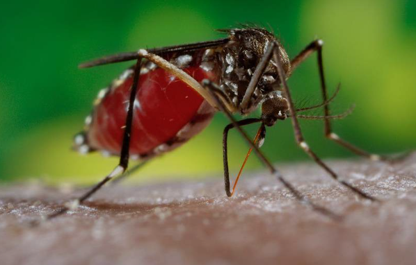 Foram registrados mais 2.880 casos da doença e dois óbitos. Os dados do novo ano epidemiológico/2025 totalizam agora 241.800 notificações, 81.467 diagnósticos confirmados e 84 óbitos em decorrência da dengue no Estado.