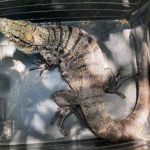 Lagarto teiú entra em sono profundo no inverno em áreas de restinga e especialistas pedem que população não interfira.