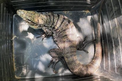 Lagarto teiú entra em sono profundo no inverno em áreas de restinga e especialistas pedem que população não interfira.