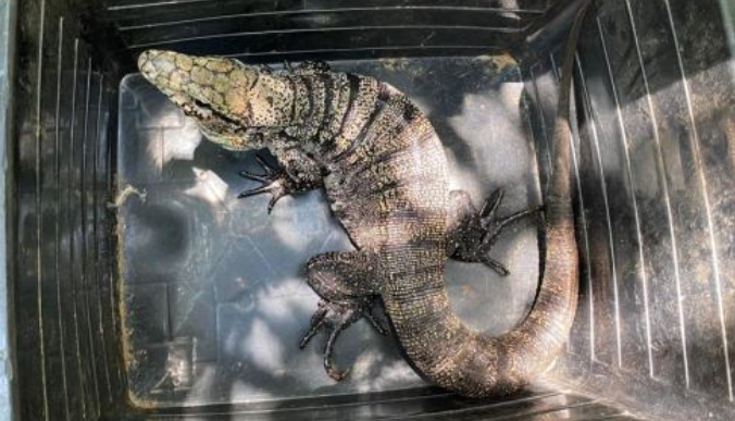 Lagarto teiú entra em sono profundo no inverno em áreas de restinga e especialistas pedem que população não interfira.