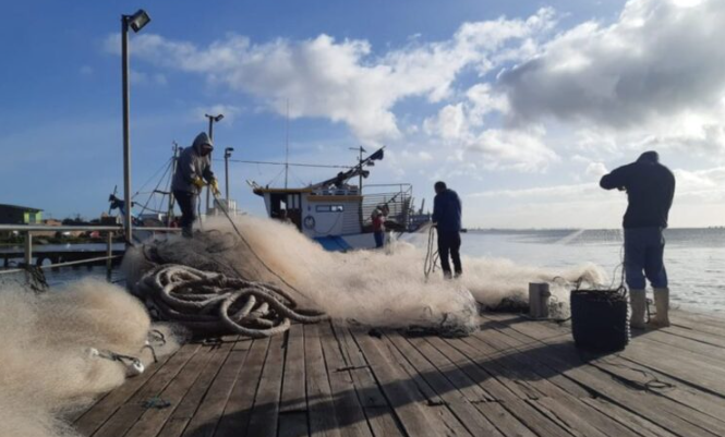A suspensão foi baseada em dados consolidados por meio de Mapas de Produção e Declarações de Entrada de Tainha em empresas pesqueiras, e será registrada oficialmente no Painel de Monitoramento da Temporada de Pesca da Tainha.