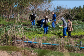 O avanço é um dos reflexos da transformação que já abrange 21 dos 26 colégios agrícolas e florestais do Paraná, já adaptados à nova legislação estadual que regulamenta o modelo cooperativo.