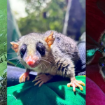 Dados são contabilizados no relatório do Programa de Fauna do empreendimento e incluem vários tipos e espécies de animaisPublicado primeiro em Banda B » Ponte de Guaratuba: 18 mil animais, incluindo espécies raras, já foram monitorados na obra - https://www.bandab.com.br/litoral/animais-especies-raras-monitorados-obra-ponte-guaratuba/