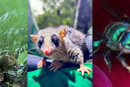 Dados são contabilizados no relatório do Programa de Fauna do empreendimento e incluem vários tipos e espécies de animaisPublicado primeiro em Banda B » Ponte de Guaratuba: 18 mil animais, incluindo espécies raras, já foram monitorados na obra - https://www.bandab.com.br/litoral/animais-especies-raras-monitorados-obra-ponte-guaratuba/