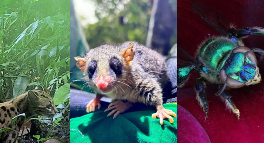Dados são contabilizados no relatório do Programa de Fauna do empreendimento e incluem vários tipos e espécies de animaisPublicado primeiro em Banda B » Ponte de Guaratuba: 18 mil animais, incluindo espécies raras, já foram monitorados na obra - https://www.bandab.com.br/litoral/animais-especies-raras-monitorados-obra-ponte-guaratuba/