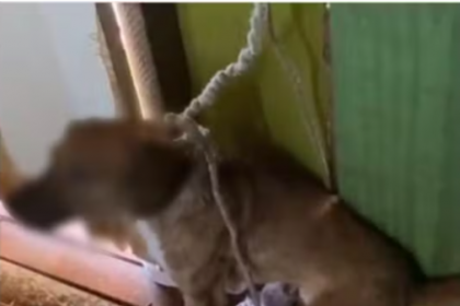 Durante a diligência, médicos-veterinários da Prefeitura de Dois Vizinhos constataram sinais clínicos de maus-tratos.