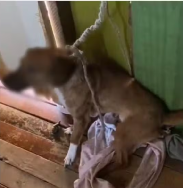 Durante a diligência, médicos-veterinários da Prefeitura de Dois Vizinhos constataram sinais clínicos de maus-tratos.
