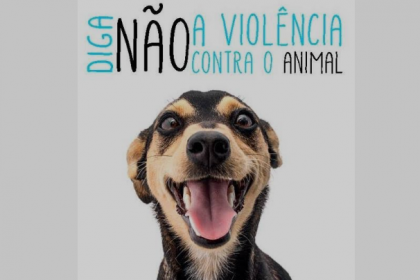 O animal, da raça Golden retriever, foi resgatado e permanece em um lar temporário.