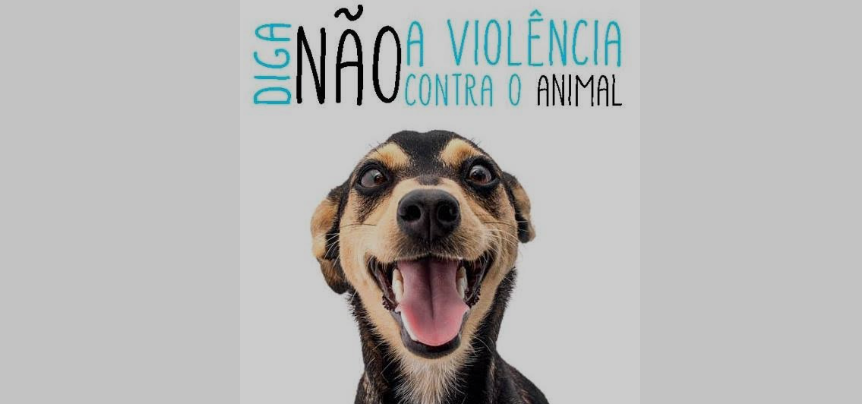 O animal, da raça Golden retriever, foi resgatado e permanece em um lar temporário.