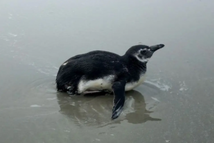 População não deve tocar, alimentar ou tentar devolver ao mar o animal