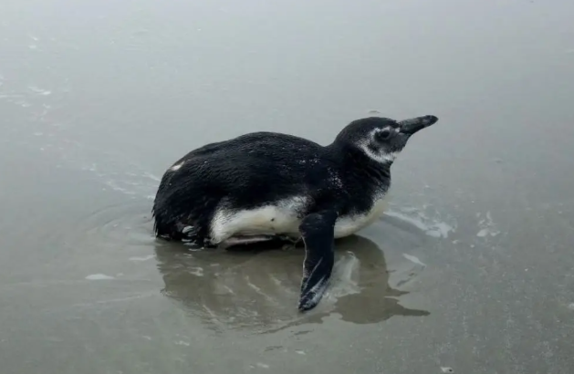 População não deve tocar, alimentar ou tentar devolver ao mar o animal