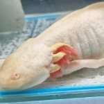 Os axolotes são bichos de estimação, mas no Brasil, a comercialização dessa espécie é ilegal