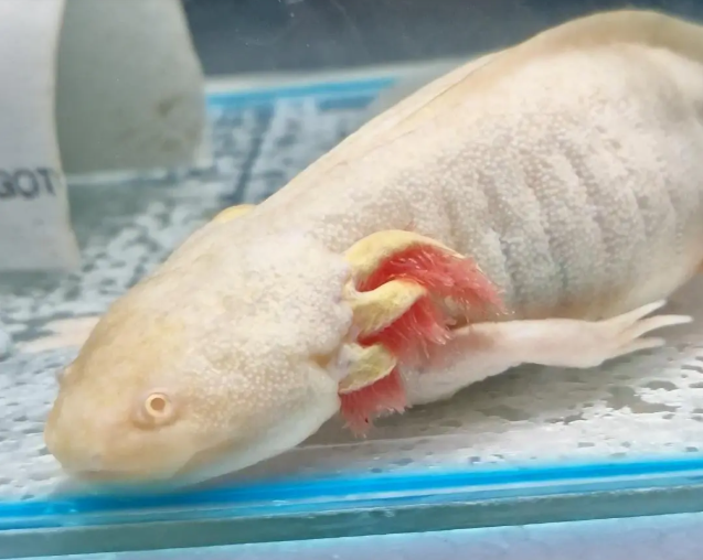 Os axolotes são bichos de estimação, mas no Brasil, a comercialização dessa espécie é ilegal