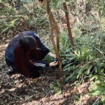 A ação busca entender como as intervenções podem afetar as espécies nativas, garantindo que o ambiente natural seja considerado em cada fase do projeto.