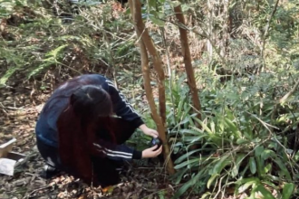 A ação busca entender como as intervenções podem afetar as espécies nativas, garantindo que o ambiente natural seja considerado em cada fase do projeto.