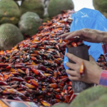 A festa celebra um dos alimentos mais tradicionais do Sul, o pinhão, destacando o valor cultural, gastronômico e ambiental da araucária. Além disso, o evento conscientiza sobre a importância da preservação da espécie.