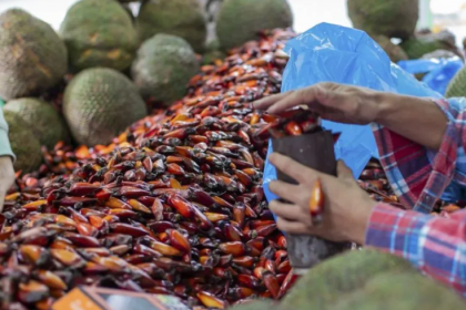 A festa celebra um dos alimentos mais tradicionais do Sul, o pinhão, destacando o valor cultural, gastronômico e ambiental da araucária. Além disso, o evento conscientiza sobre a importância da preservação da espécie.