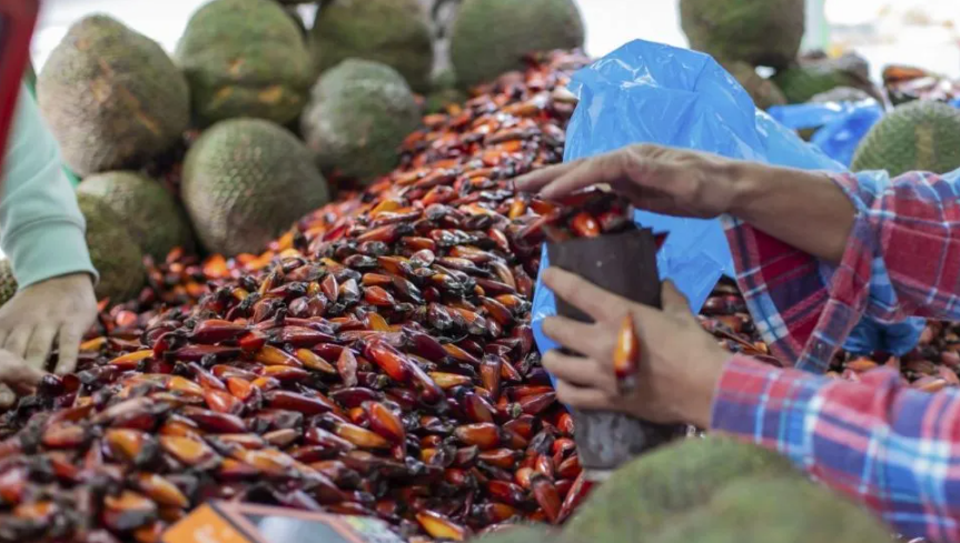 A festa celebra um dos alimentos mais tradicionais do Sul, o pinhão, destacando o valor cultural, gastronômico e ambiental da araucária. Além disso, o evento conscientiza sobre a importância da preservação da espécie.