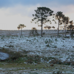 Nos últimos 50 anos, Paraná teve registro de neve em 1975, 2013 e 2020. Um dos fatores que desfavorecem a formação do fenômeno é a altitude.