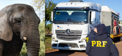 Kenya é a 11ª elefanta acolhida pelo SEB e a última residente em cativeiro na Argentina. Com 44 anos de idade, passou quatro décadas no antigo zoológico de Mendoza, que, assim como o de Buenos Aires, encerrou suas atividades como zoológico e vem transferindo seus animais exóticos a santuários em todo o mundo.