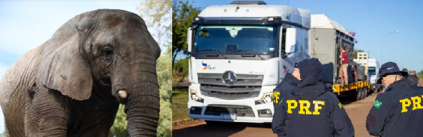 Kenya é a 11ª elefanta acolhida pelo SEB e a última residente em cativeiro na Argentina. Com 44 anos de idade, passou quatro décadas no antigo zoológico de Mendoza, que, assim como o de Buenos Aires, encerrou suas atividades como zoológico e vem transferindo seus animais exóticos a santuários em todo o mundo.