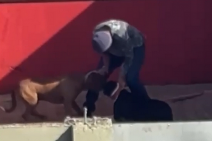 O suspeito aparece incitando os dois cachorros a se atacarem. Em seguida, segura um dos animais pela coleira e dá diversos golpes na cabeça dele.