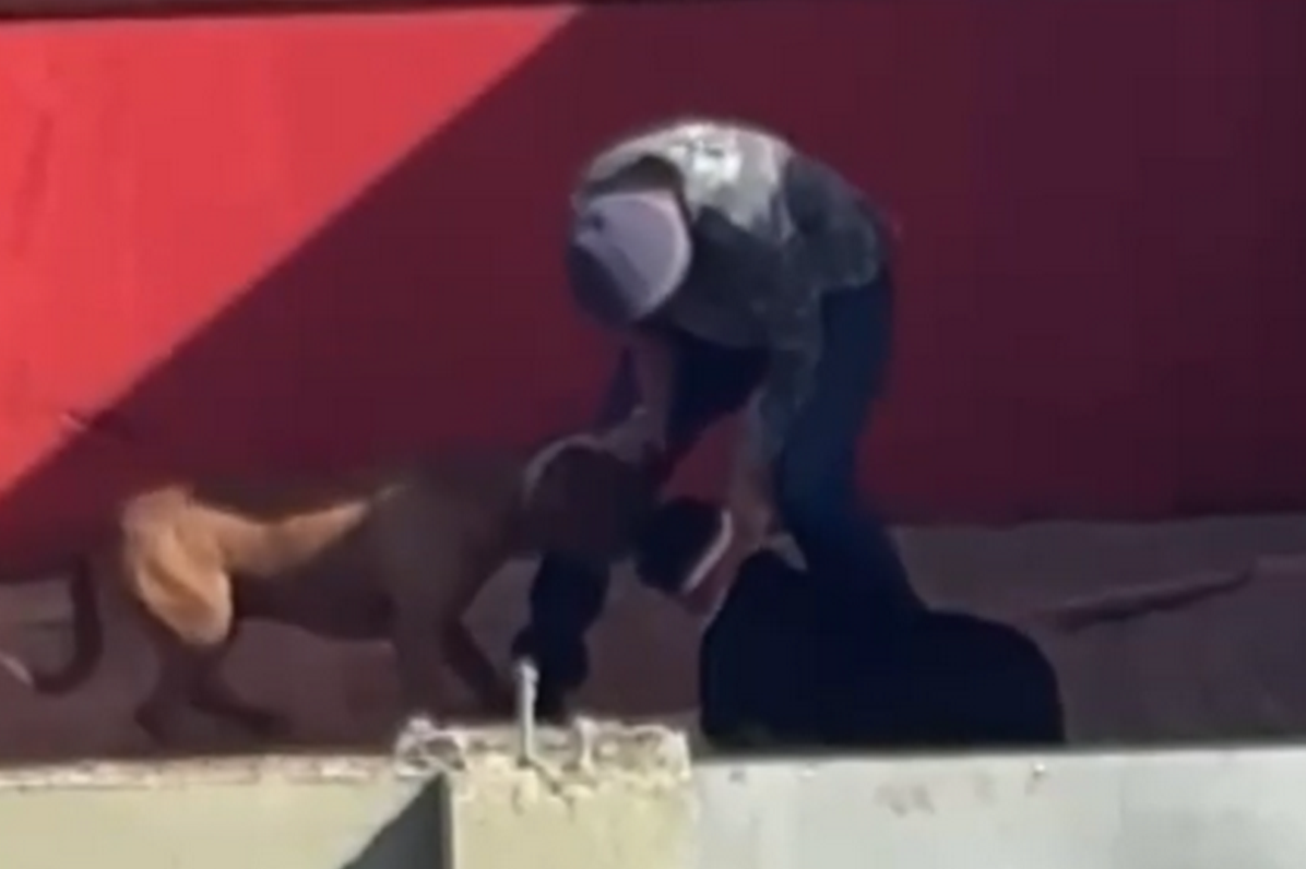 O suspeito aparece incitando os dois cachorros a se atacarem. Em seguida, segura um dos animais pela coleira e dá diversos golpes na cabeça dele.