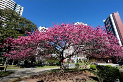 Com mudas trazidas do Japão, a Praça do Japão é um dos pontos mais conhecidos da florada. Em 2022 e 2023, novas árvores foram plantadas ao longo da Avenida Sete de Setembro.