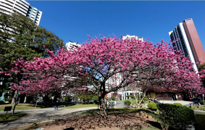 Com mudas trazidas do Japão, a Praça do Japão é um dos pontos mais conhecidos da florada. Em 2022 e 2023, novas árvores foram plantadas ao longo da Avenida Sete de Setembro.