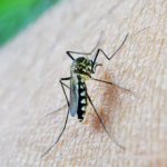Estado registra 1.535 casos de Dengue e quatro óbitos neste informe.