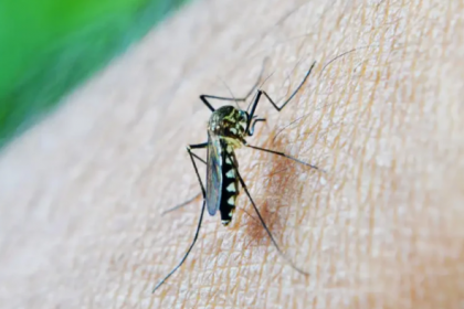 Estado registra 1.535 casos de Dengue e quatro óbitos neste informe.