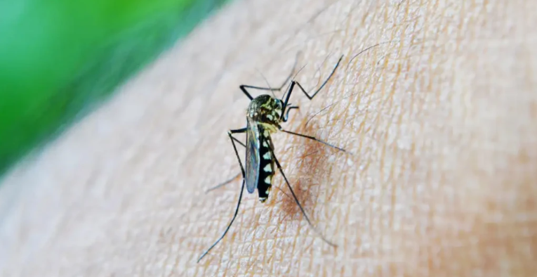 Estado registra 1.535 casos de Dengue e quatro óbitos neste informe.