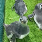 Com a chegada do inverno e a intensificação das frentes frias, o litoral do Paraná tem registrado um aumento no encalhe de pinguins-de-Magalhães.