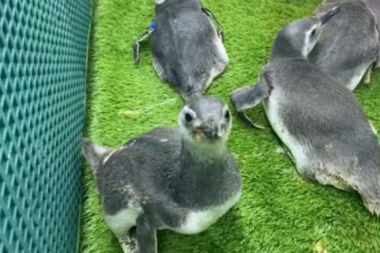 Com a chegada do inverno e a intensificação das frentes frias, o litoral do Paraná tem registrado um aumento no encalhe de pinguins-de-Magalhães.