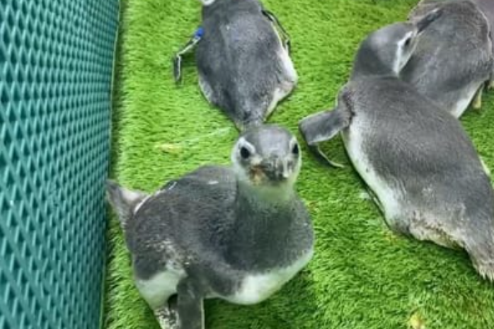 Com a chegada do inverno e a intensificação das frentes frias, o litoral do Paraná tem registrado um aumento no encalhe de pinguins-de-Magalhães.