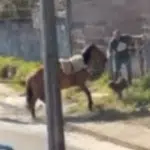 Pit Bull ataca cavalo amarrado e tutores separaram os animais.