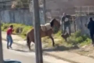 Pit Bull ataca cavalo amarrado e tutores separaram os animais.