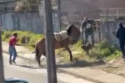 Pit Bull ataca cavalo amarrado e tutores separaram os animais.