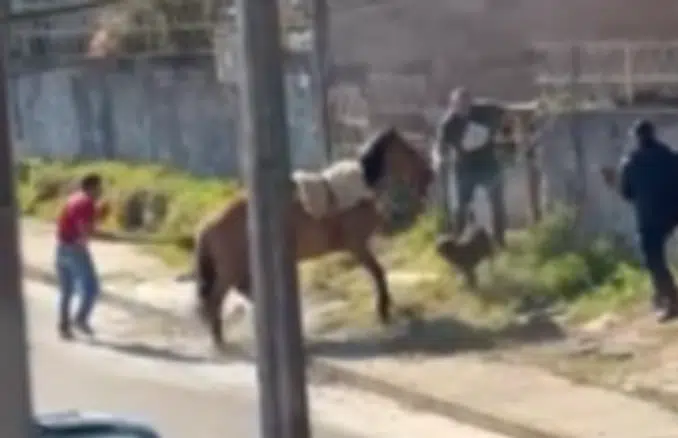 Pit Bull ataca cavalo amarrado e tutores separaram os animais.