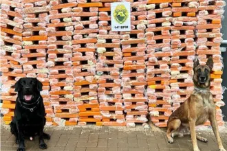 Em semestre histórico, unidades caninas do estado foram responsáveis pela apreensão de 60 toneladas de maconha, mais de uma tonelada de cocaína e 316 armas de fogo.