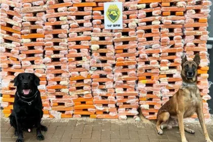 Em semestre histórico, unidades caninas do estado foram responsáveis pela apreensão de 60 toneladas de maconha, mais de uma tonelada de cocaína e 316 armas de fogo.