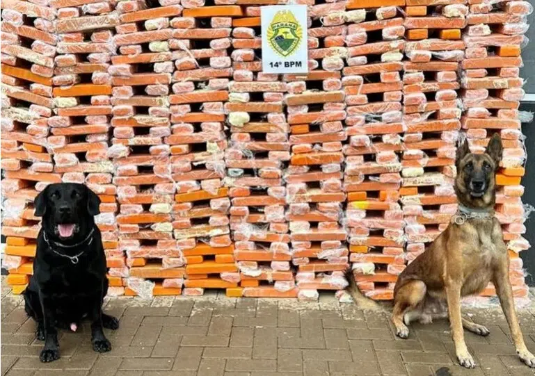 Em semestre histórico, unidades caninas do estado foram responsáveis pela apreensão de 60 toneladas de maconha, mais de uma tonelada de cocaína e 316 armas de fogo.