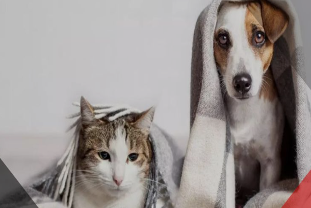 Muitos tutores acabam se preocupando com o bem-estar de seus pets e pensando maneiras para que eles fiquem aquecidos e confortáveis nesse período.